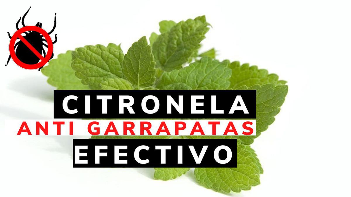 citronela eliminar garrapatas