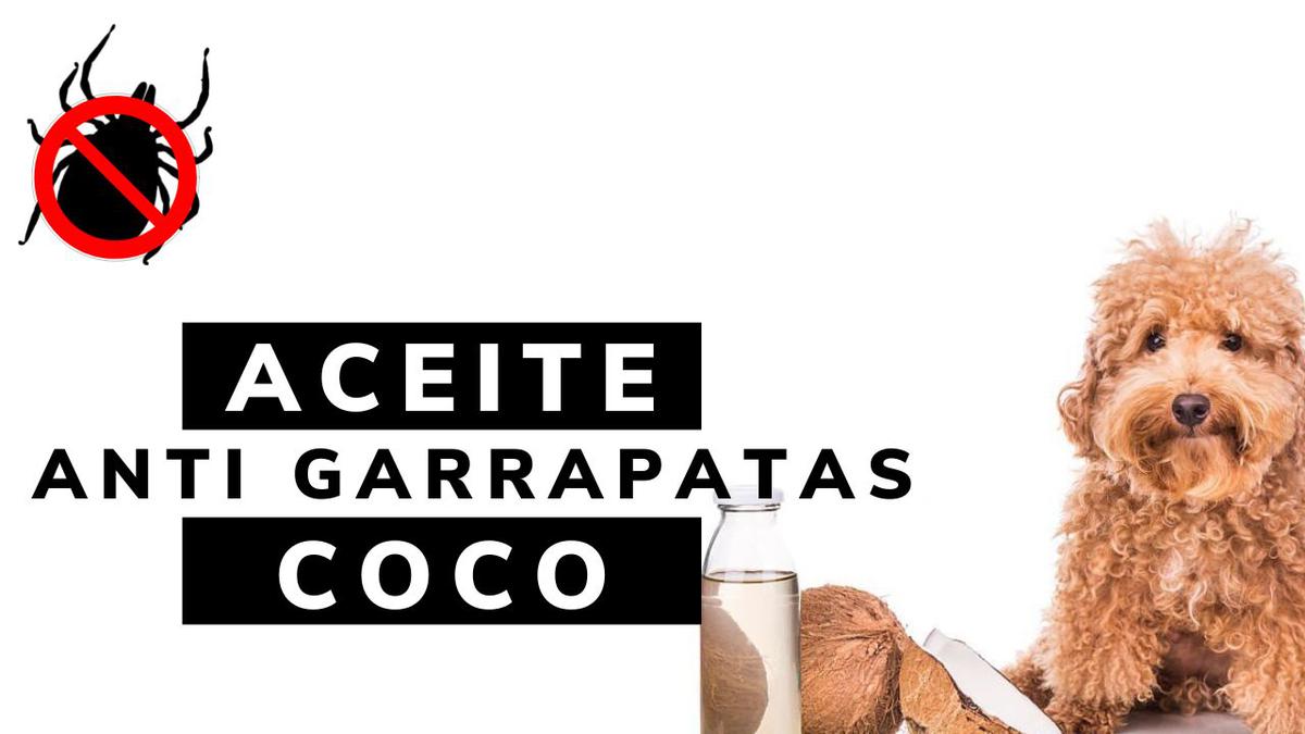 aceite de coco remedio casero anti garrapatas