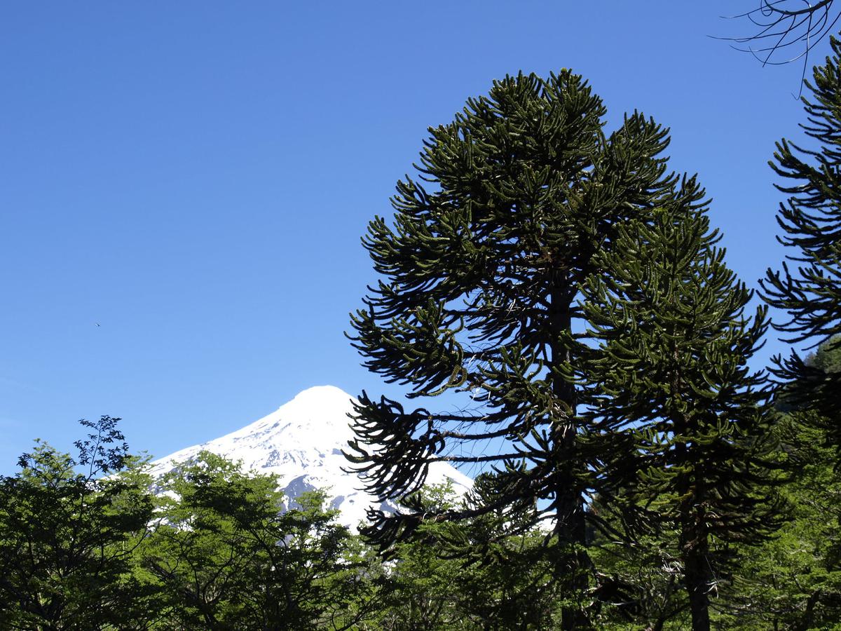 Araucaria auracana adulta