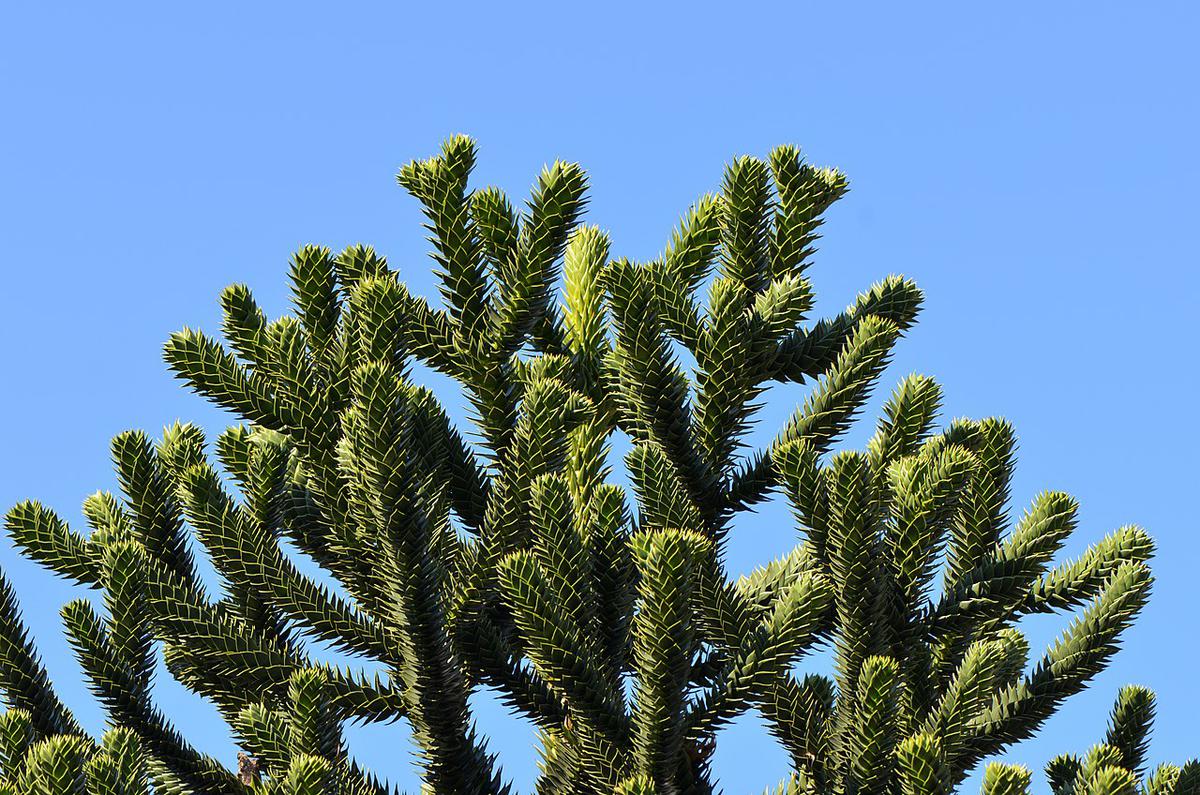 La araucaria auracana es perenne