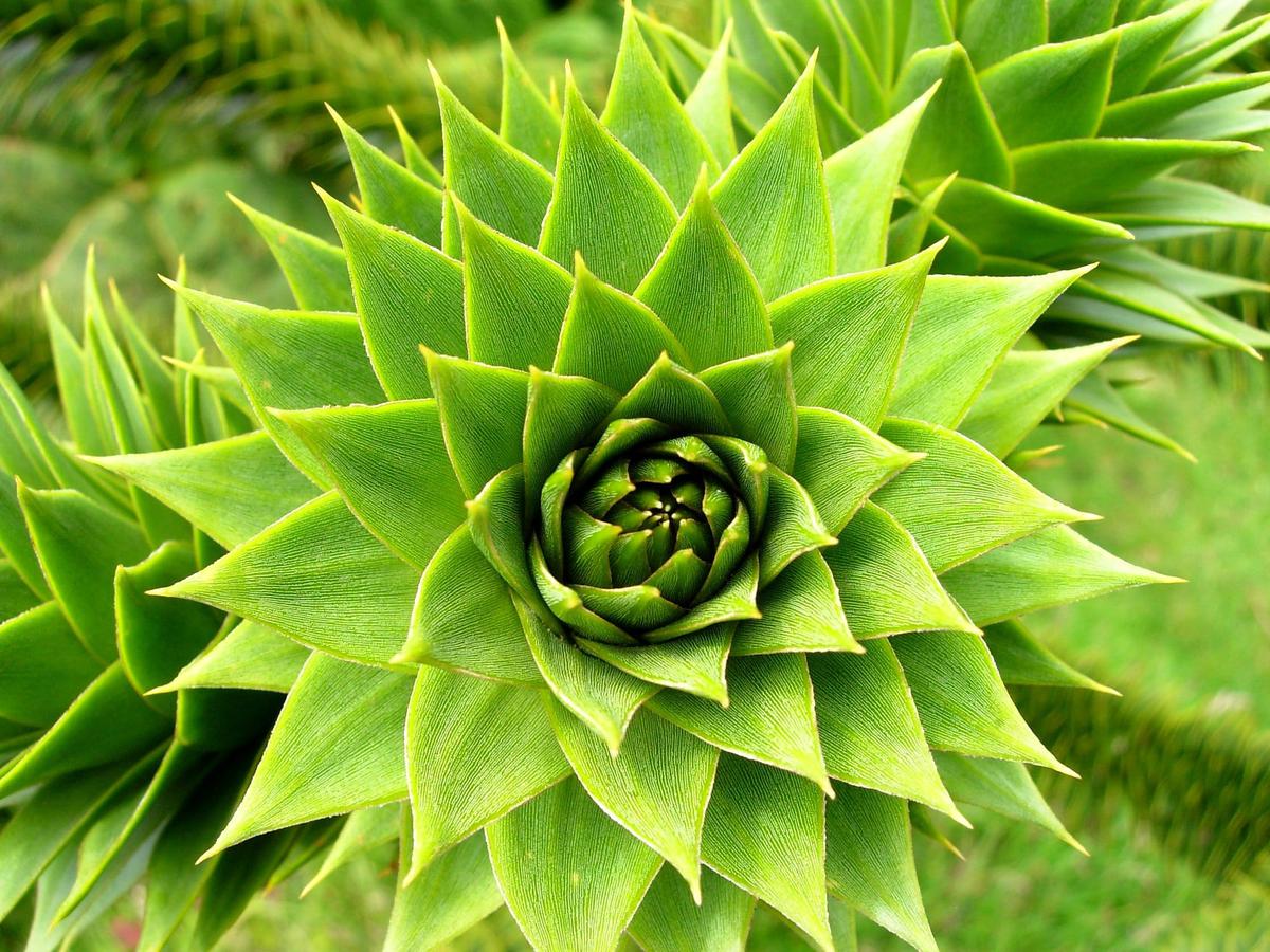 Las hojas de la araucaria auracana son aciculares