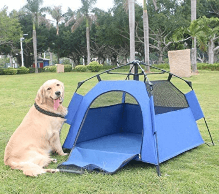 tienda de campaña para perros Yolafe con Golden Retriever