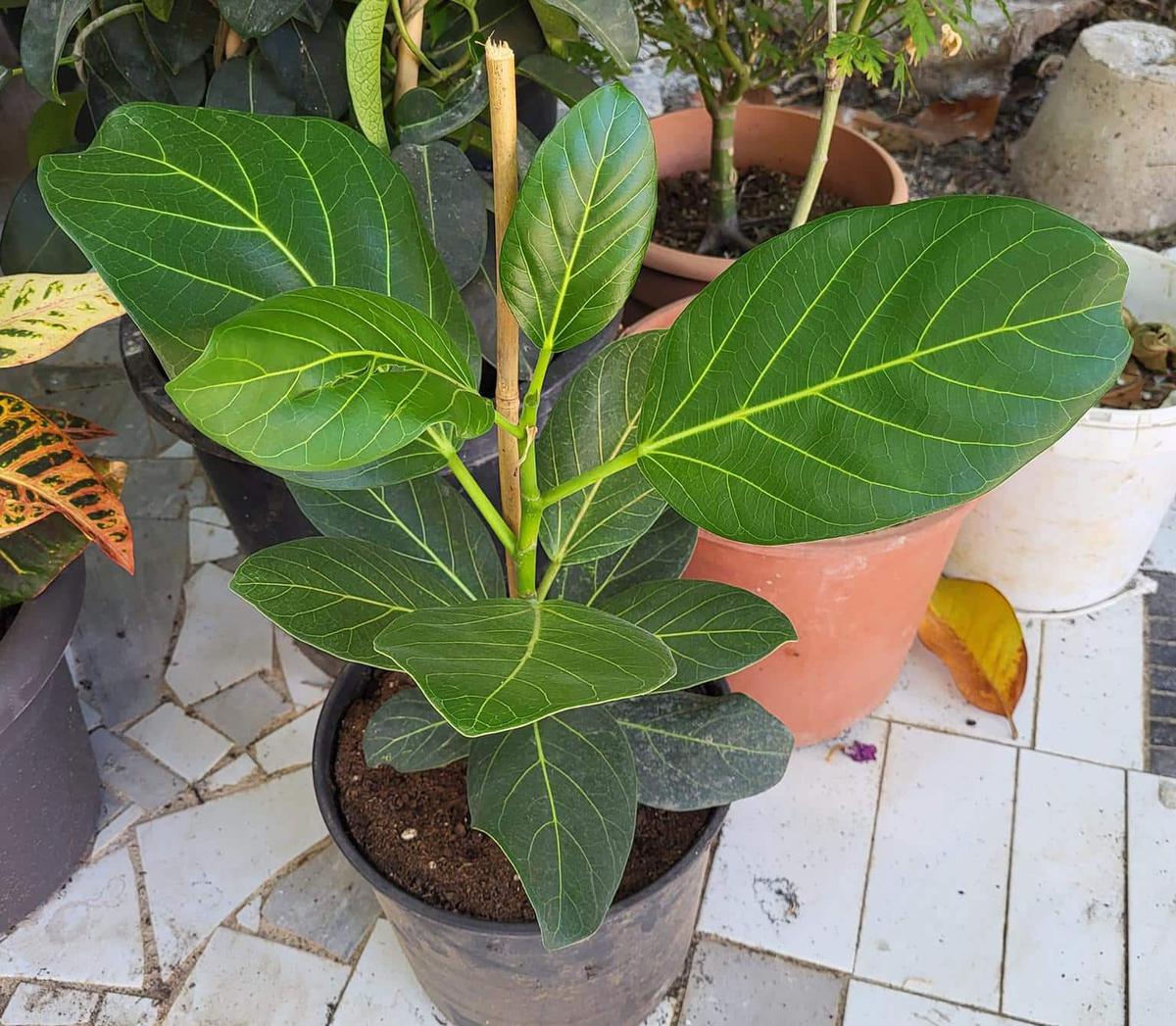 El Ficus benghalensis es un árbol epífito