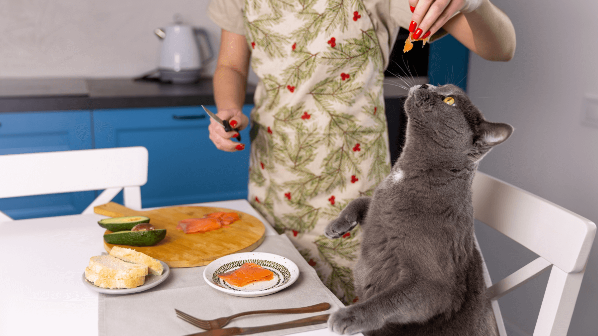comida casera para gatos