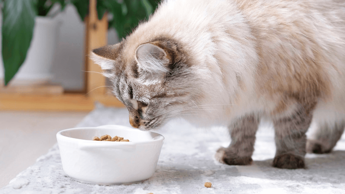 mejor alimento para gatos