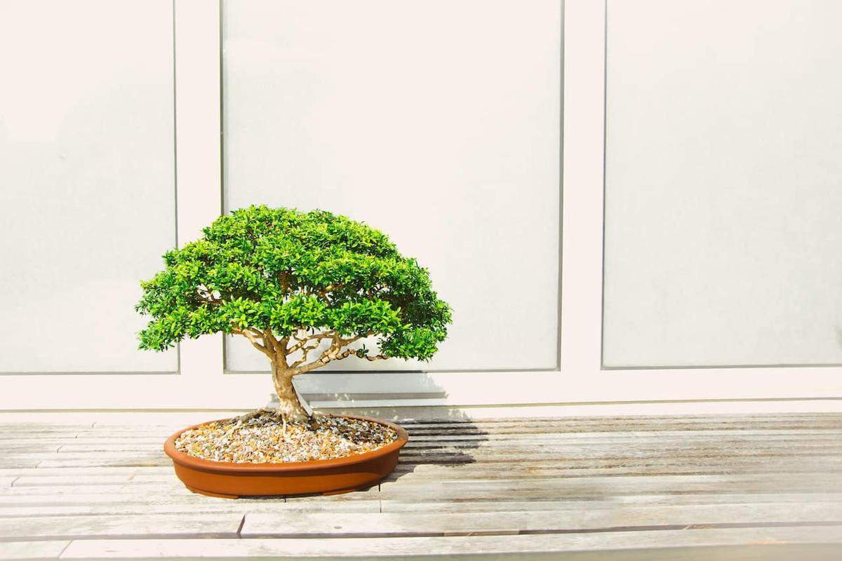 Se pueden tener bonsáis en interior