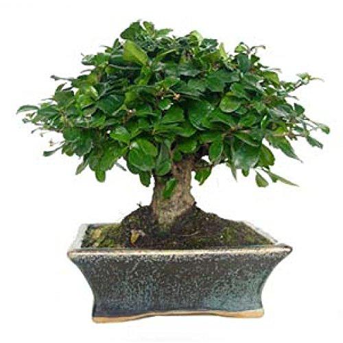 Carmona microphylla 5...