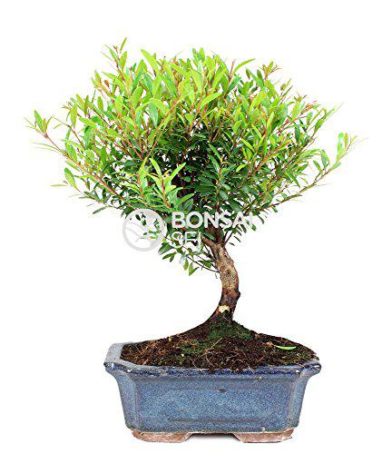 Bonsai - Syzygium, 5...