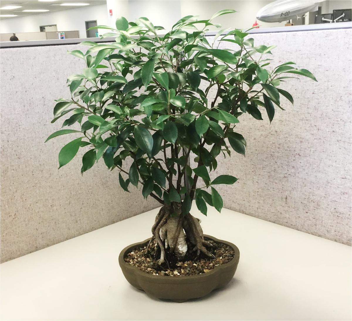 Los bonsais en interior son exigentes