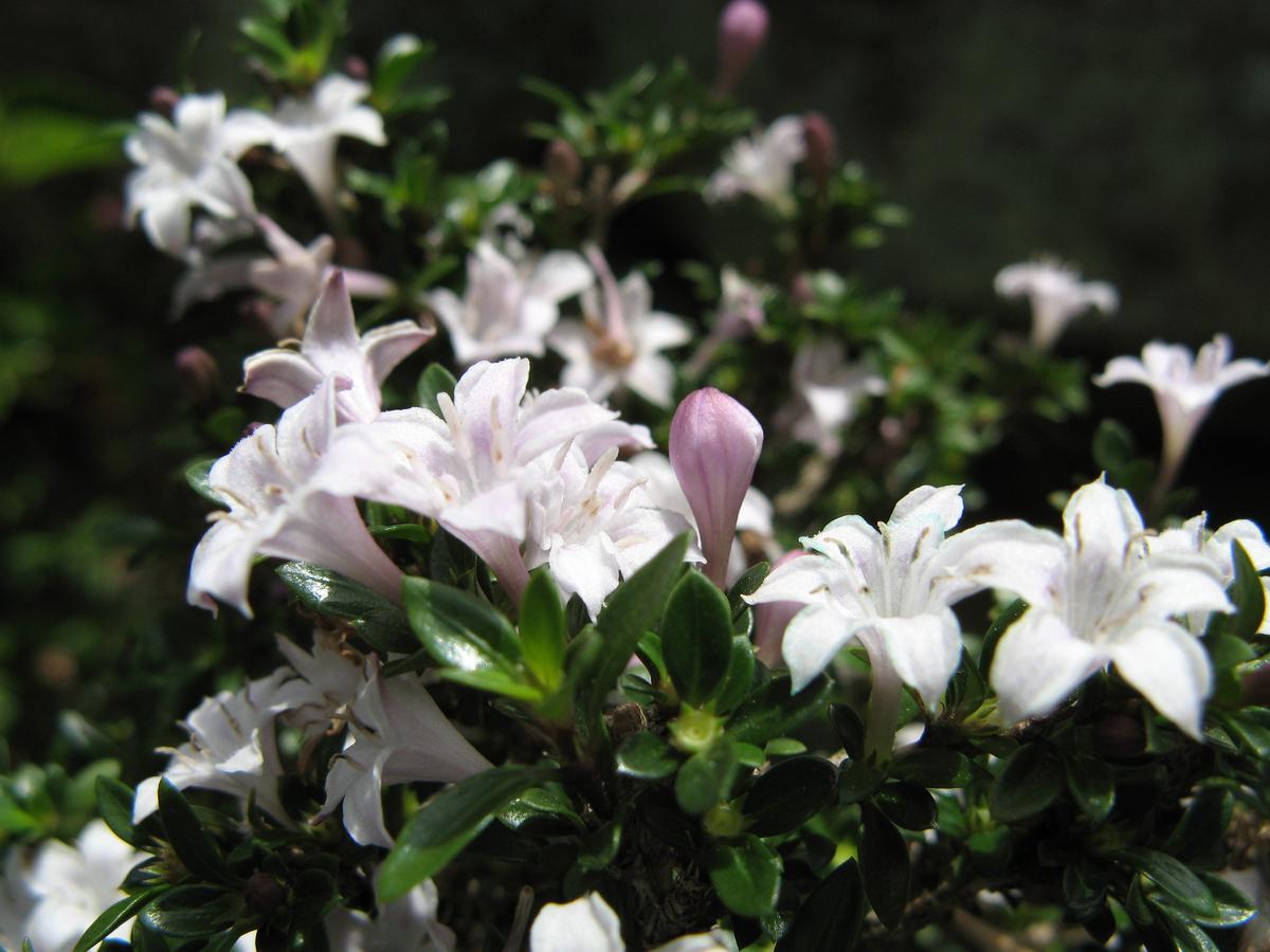 La serissa es un &aacute;rbol perennifolio