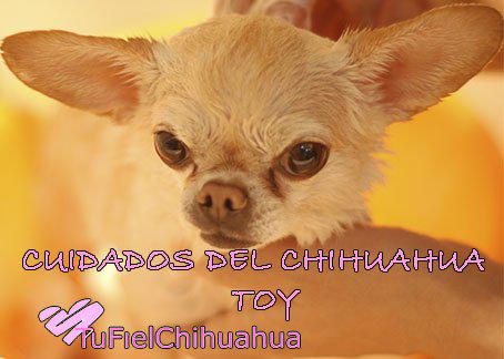chihuahua toy cuidados