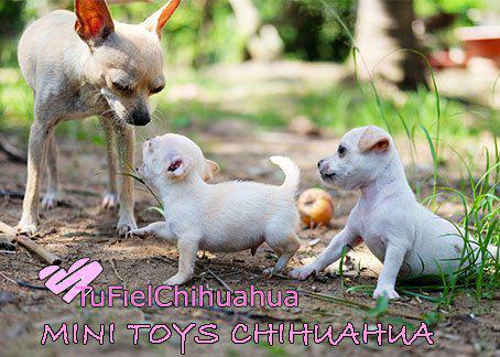 mini toys chihuahua