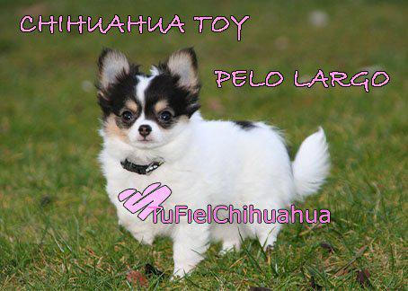 Chihuahua pelo largo toy