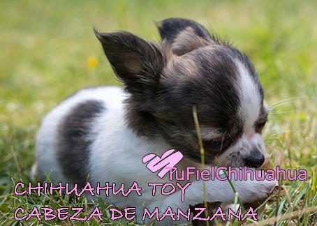 chihuahua mini toy cabeza de manzana