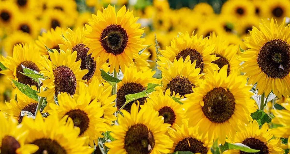 Floración de muchos girasoles