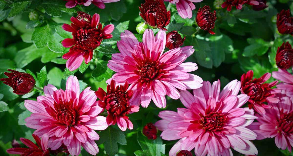 Floración de crisantemos