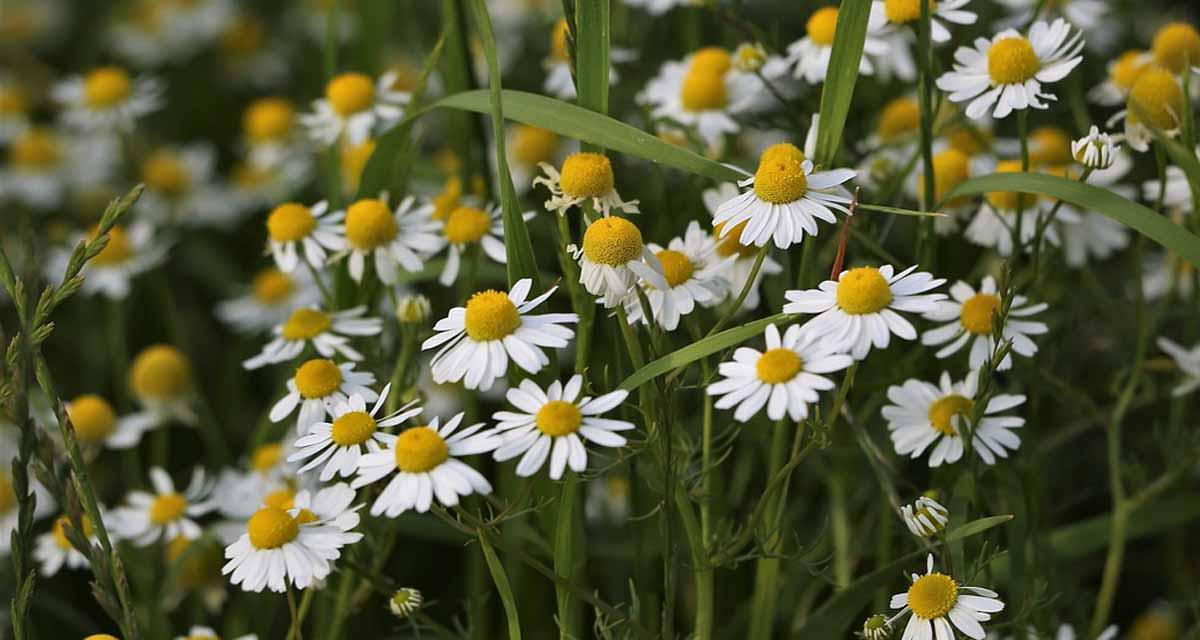 Margaritas en el campo
