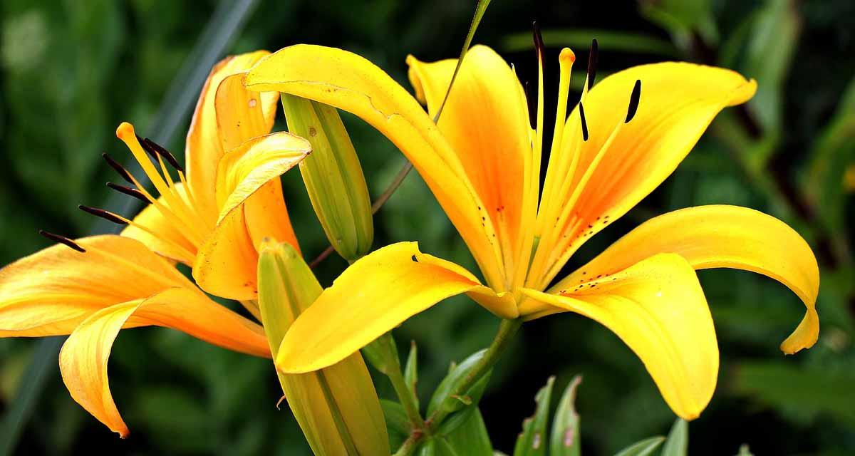 Liros como flor cortada