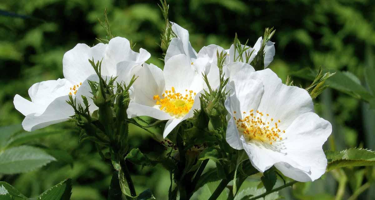 Floracion Rosa canina