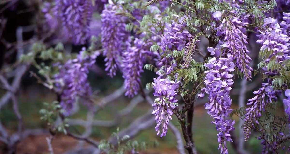 Glicinia wisteria sinensis