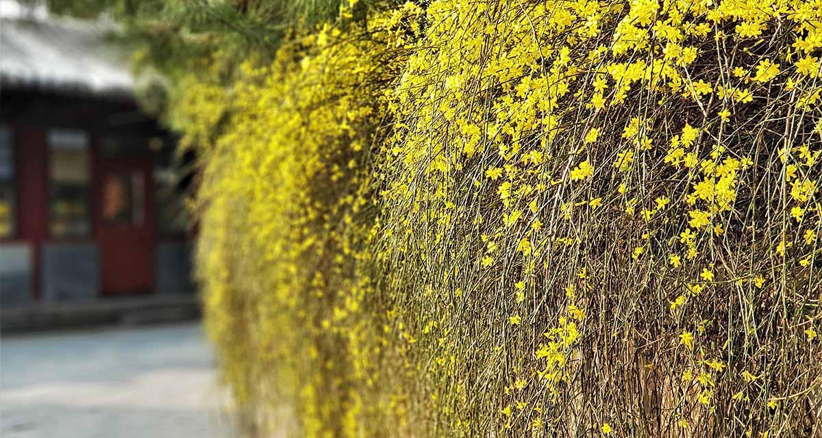 Floracion Jasminum nudiflorum