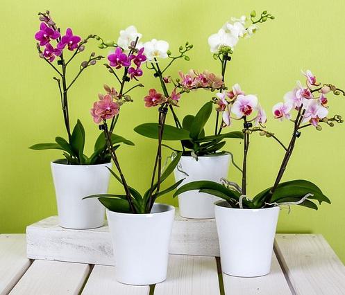 Si eres amante de las plantas, del paisajismo, la decoración para interiores y exteriores, esta publicación te interesa. Veremos los tipos de jardineras, macetas, maceteros, tiestos, floreros, jarrones y macillos que existen, los diferentes tipos de materiales con los que están fabricados y cuál es el ideal, según el estilo, la decoración, la funcionalidad y el ambiente.