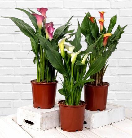 Si eres amante de las plantas, del paisajismo, la decoración para interiores y exteriores, esta publicación te interesa. Veremos los tipos de jardineras, macetas, maceteros, tiestos, floreros, jarrones y macillos que existen, los diferentes tipos de materiales con los que están fabricados y cuál es el ideal, según el estilo, la decoración, la funcionalidad y el ambiente.