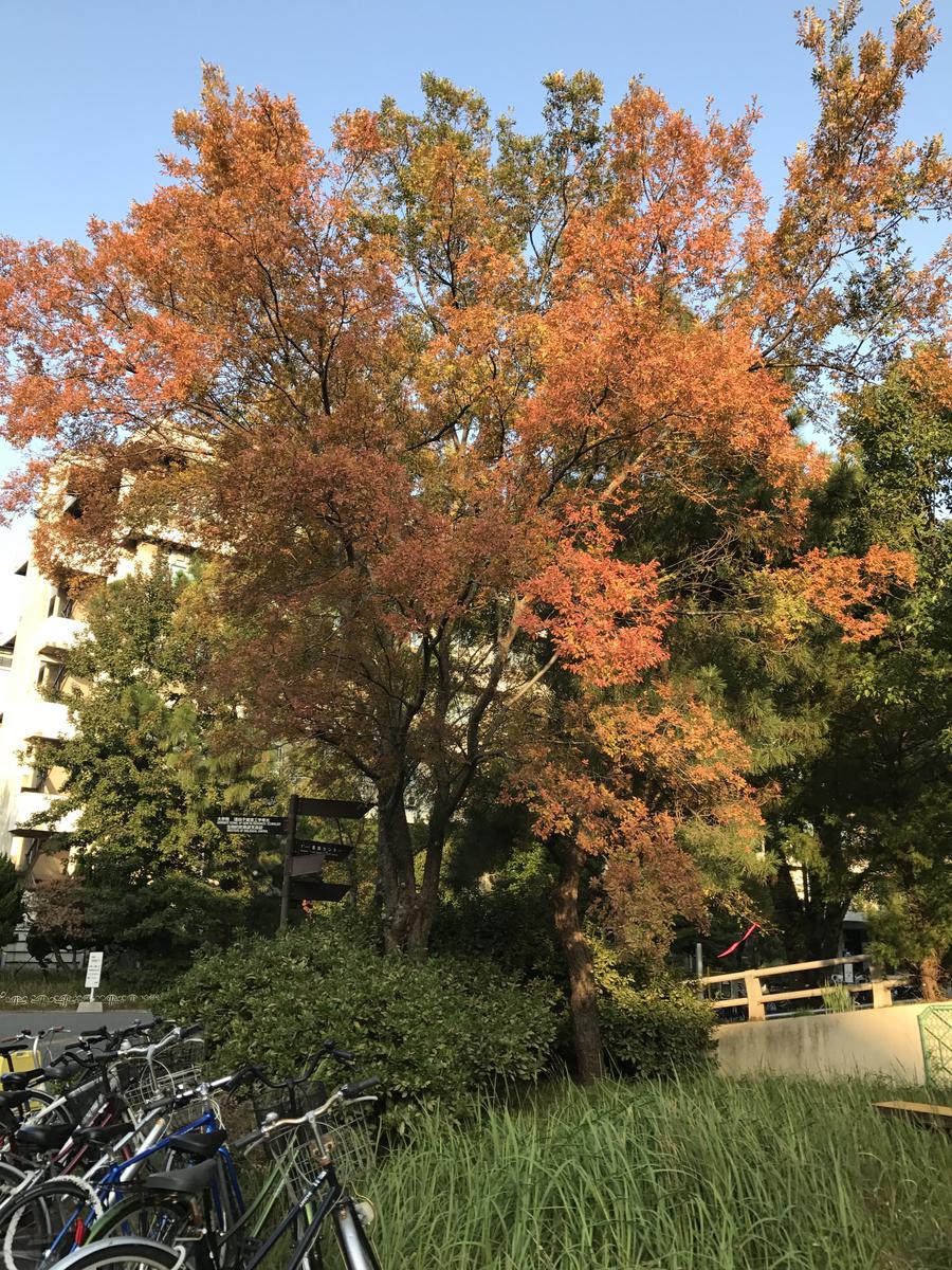 El olmo chino es un árbol bonito