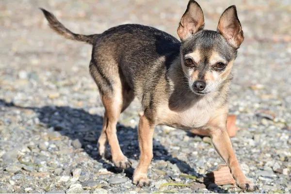 foto de perro chihuahua cabeza de venado