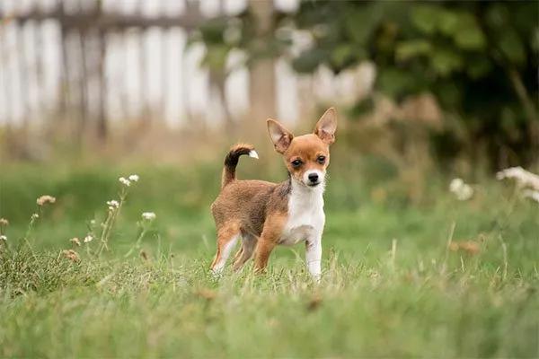 chiguagua venado enfermedades