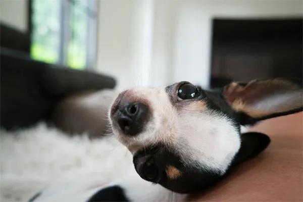 chihuahua cabeza de venado precio