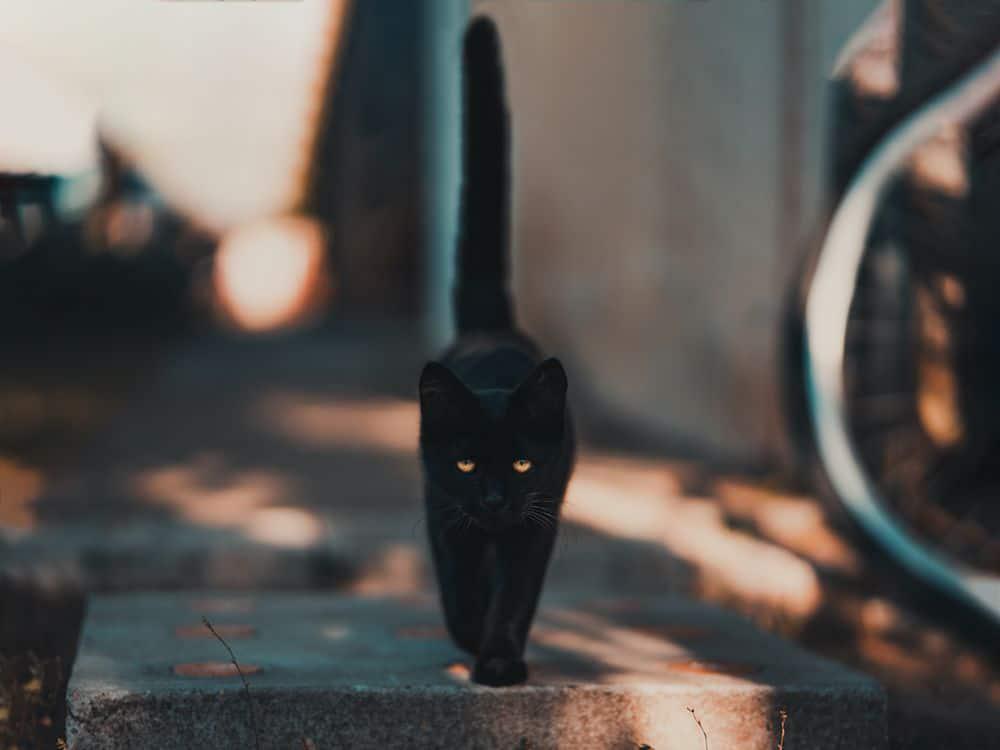 gato negro caza serpientes