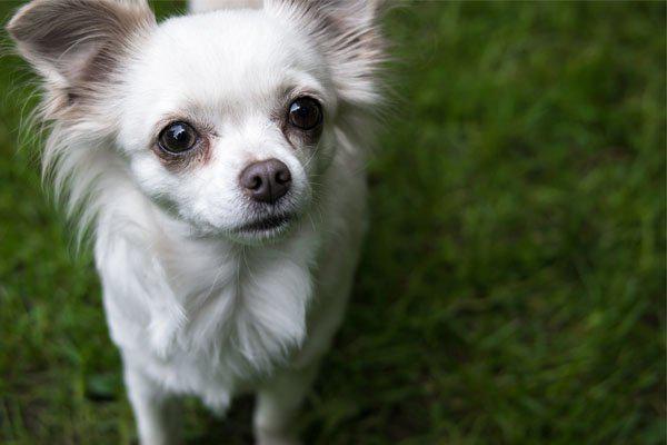 chihuahua pelo largo blanco