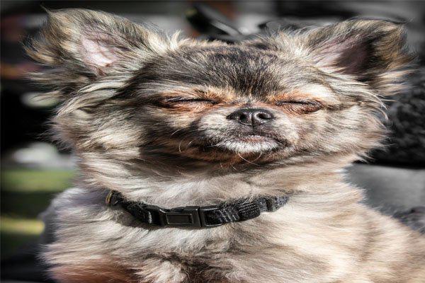 precio chihuahua pelo largo