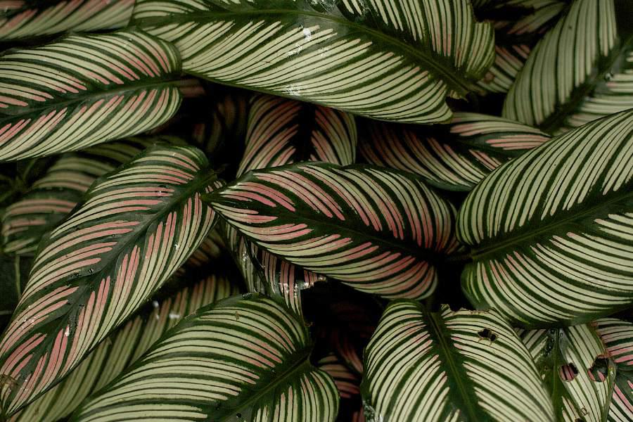 calatheas tipos