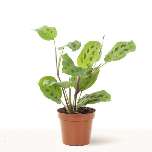 Comprar Maranta kerchoevena
