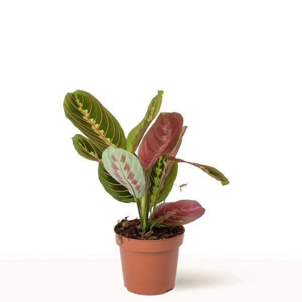 Maranta Kerchoveana en maceta