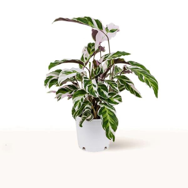 comprar Calathea White Fusion