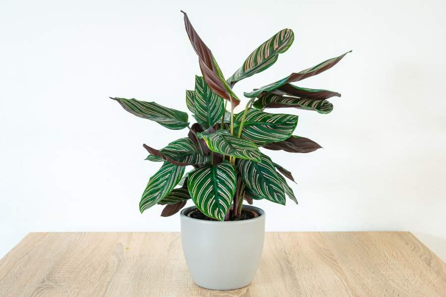 calathea tipos
