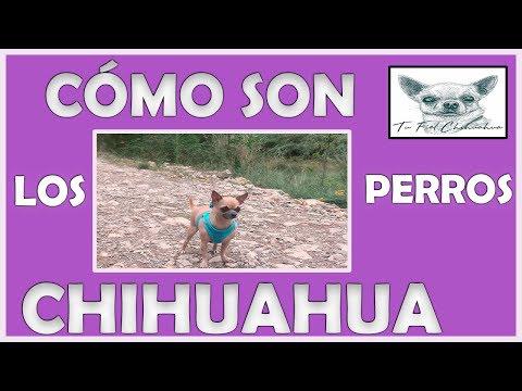 Los 41 colores del perro chihuahua entre patrones y marcas 1