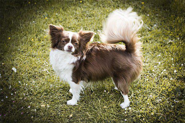 chiguagua marron y blanco