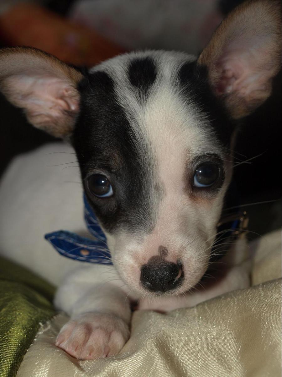 chihuahua marca negra