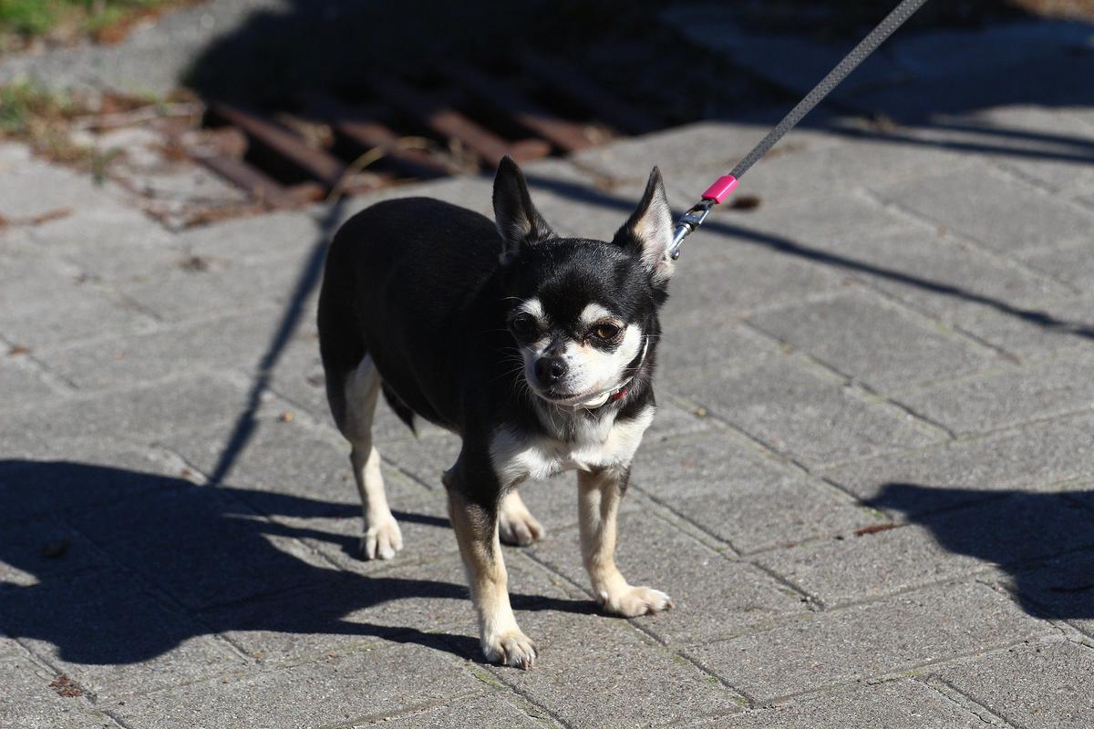 chihuahua mascara negra y marcas blancas