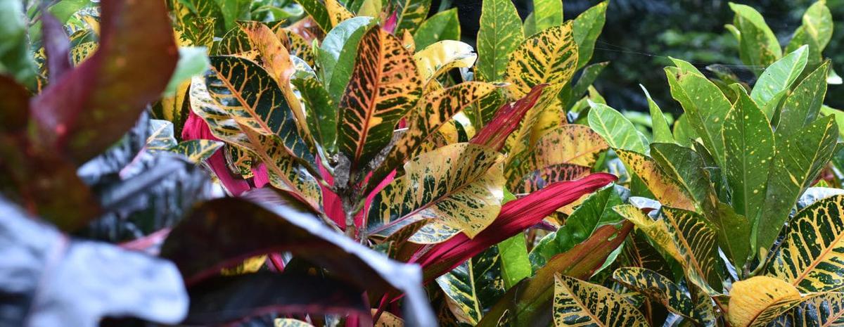 Sin titulo 1290 × 500 px 1