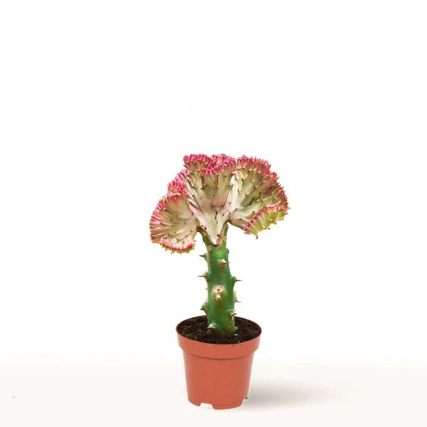 Euphorbia Lactea en maceta