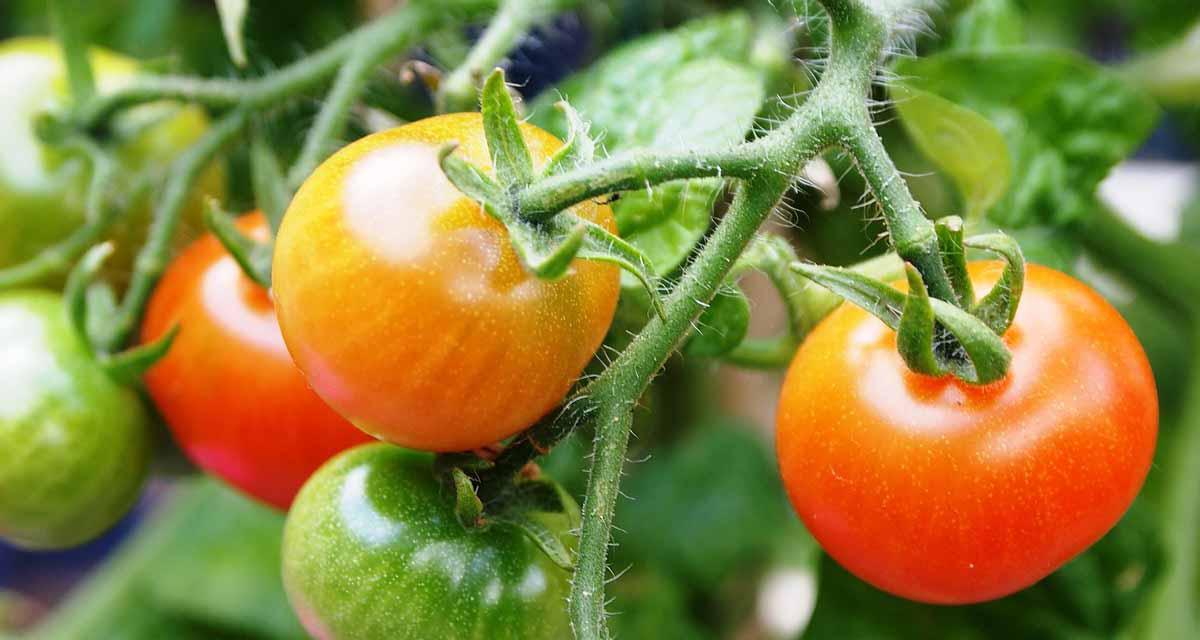 Guia de fertilizante para tomates