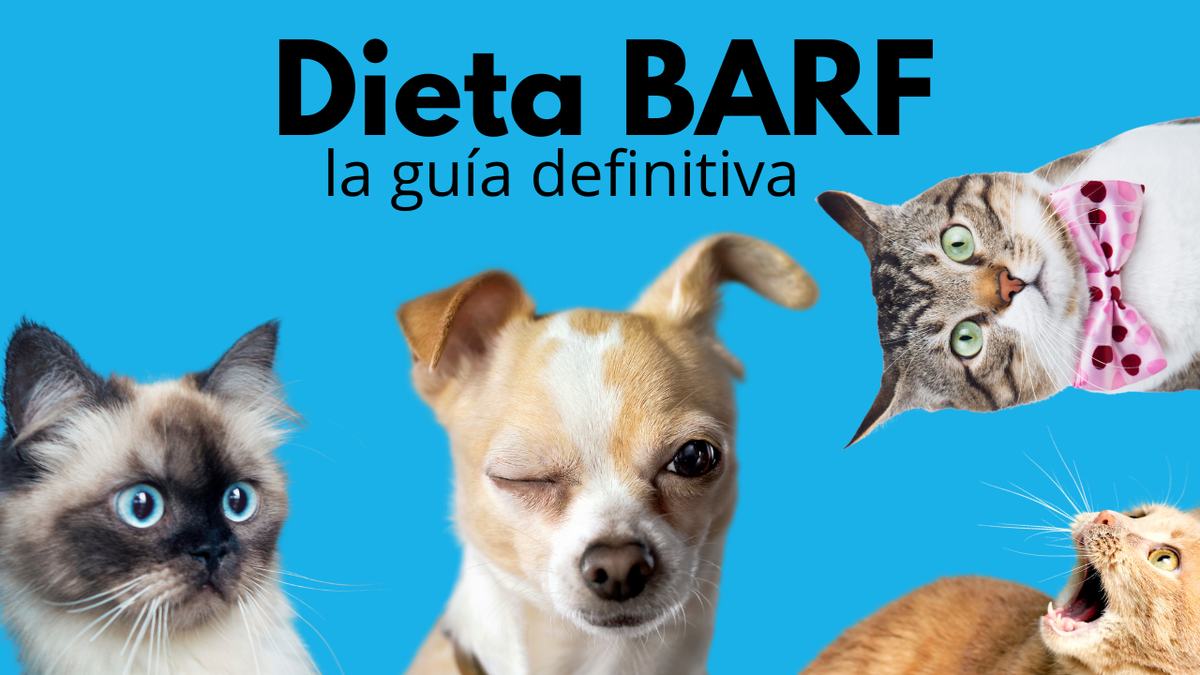 dieta barf