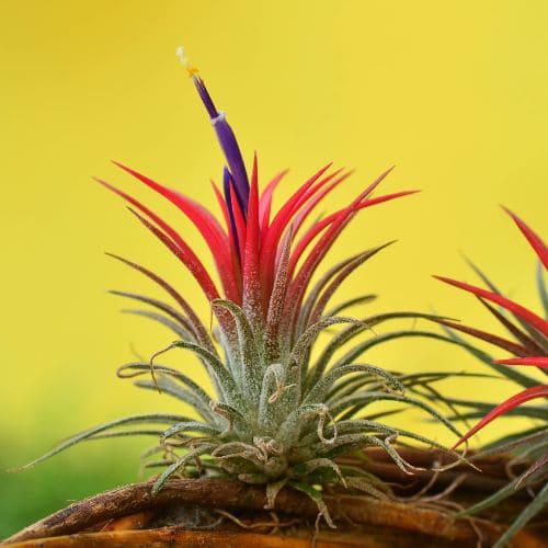 Tillandsia ionantha