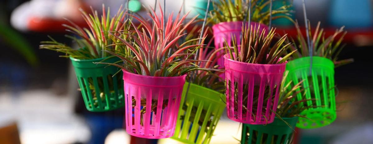 Planta de aire cuidados