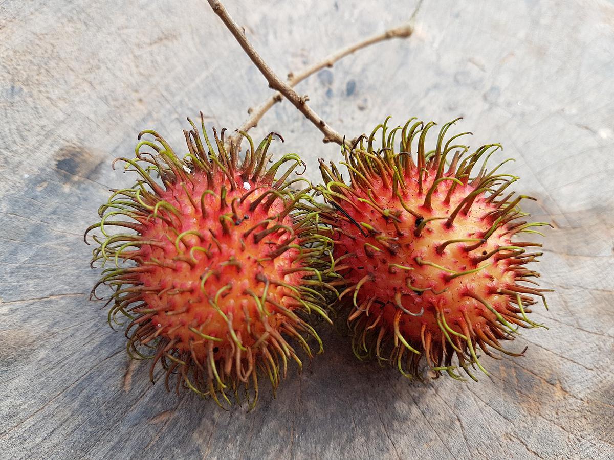¿Sirve el Rambután para el tratamiento de la diabetes? 11